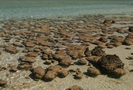 Téléchargez les photos : Les stromatolites ou stromatolithes (du grec ancien (strma), (strmatos) "couche, stratum" et (lthos) "roche") sont des formations sédimentaires stratifiées (microbialite) qui sont créées principalement par photosynthèse. - en image libre de droit