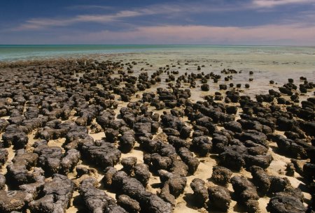 Téléchargez les photos : Les stromatolites ou stromatolithes (du grec ancien (strma), (strmatos) "couche, stratum" et (lthos) "roche") sont des formations sédimentaires stratifiées (microbialite) qui sont créées principalement par photosynthèse. - en image libre de droit