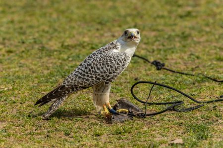 Téléchargez les photos : Le faucon gerfaut (Falco rusticolus), la plus grande espèce de faucon, est un oiseau de proie. Le gyr d'abréviation est également utilisé - en image libre de droit