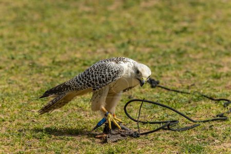 Téléchargez les photos : Le faucon gerfaut (Falco rusticolus), la plus grande espèce de faucon, est un oiseau de proie. Le gyr d'abréviation est également utilisé - en image libre de droit