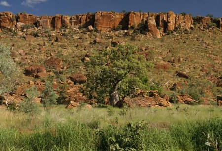 Téléchargez les photos : Adansonia gregorii est un arbre de la famille des Malvacées, endémique des régions septentrionales de l'Australie-Occidentale et du Territoire du Nord de l'Australie.. - en image libre de droit