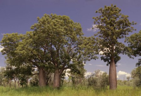 Téléchargez les photos : Adansonia gregorii est un arbre de la famille des Malvacées, endémique des régions septentrionales de l'Australie-Occidentale et du Territoire du Nord de l'Australie.. - en image libre de droit