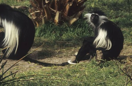 Foto de El colobo angoleño (Colobus angolensis), colobo blanco y negro angoleño, o colobo angoleño es una especie de primate del mono del Viejo Mundo perteneciente al género Colobus.. - Imagen libre de derechos