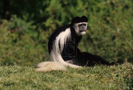 Photo for The Angola colobus (Colobus angolensis), Angolan black-and-white colobus, or Angolan colobus is a primate species of Old World monkey belonging to the genus Colobus. - Royalty Free Image