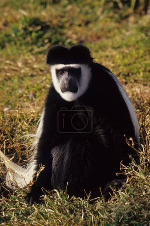 Photo for The Angola colobus (Colobus angolensis), Angolan black-and-white colobus, or Angolan colobus is a primate species of Old World monkey belonging to the genus Colobus. - Royalty Free Image