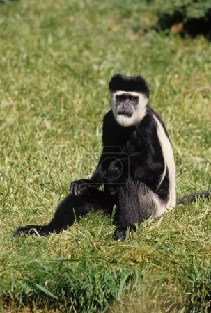 Foto de El colobo angoleño (Colobus angolensis), colobo blanco y negro angoleño, o colobo angoleño es una especie de primate del mono del Viejo Mundo perteneciente al género Colobus.. - Imagen libre de derechos