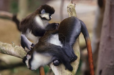 Foto de Los guenones son un grupo diverso de monos del Viejo Mundo, caracterizados por enormes bolsas de mejillas que rellenan con comida oportunista mientras forrajean.. - Imagen libre de derechos