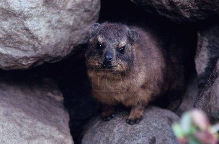 Photo for The yellow-spotted rock hyrax or bush hyrax (Heterohyrax brucei) is a species of mammal in the family Procaviidae. - Royalty Free Image