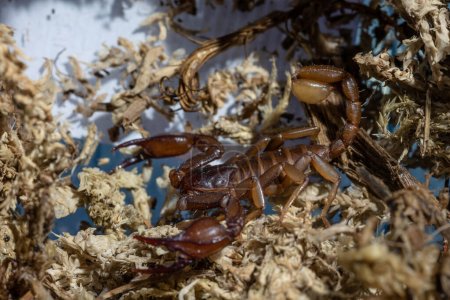 Téléchargez les photos : Euscorpius est un genre de scorpions, communément appelés petits scorpions du bois. Il contient actuellement soixante-cinq espèces et est le genre type de la famille des Euscorpiidae inclus depuis longtemps dans les Chactidae et la sous-famille des Euscorpiinae.. - en image libre de droit