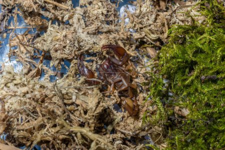 Foto de Euscorpius es un género de escorpiones, comúnmente llamados pequeños escorpiones de madera. Actualmente contiene sesenta y cinco especies y es el género tipo de la familia Euscorpiidae durante mucho tiempo incluido en los Chactidae y la subfamilia Euscorpiinae.. - Imagen libre de derechos