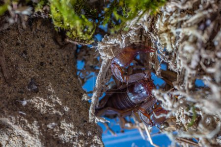 Téléchargez les photos : Euscorpius est un genre de scorpions, communément appelés petits scorpions du bois. Il contient actuellement soixante-cinq espèces et est le genre type de la famille des Euscorpiidae inclus depuis longtemps dans les Chactidae et la sous-famille des Euscorpiinae.. - en image libre de droit