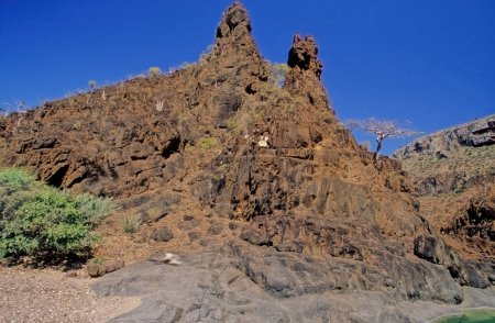 Foto de La meseta de Diksam o meseta de Dixam es una meseta de piedra caliza en Socotra, Yemen. El bosque Firmihin, ubicado al este del cañón Dirhur dentro de la meseta, tiene la mayor concentración de Árboles de Sangre del Dragón en toda la isla - Imagen libre de derechos