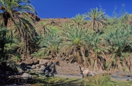 Foto de La meseta de Diksam o meseta de Dixam es una meseta de piedra caliza en Socotra, Yemen. El bosque Firmihin, ubicado al este del cañón Dirhur dentro de la meseta, tiene la mayor concentración de Árboles de Sangre del Dragón en toda la isla - Imagen libre de derechos