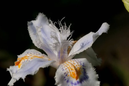 Iris japonica, allgemein bekannt als Franseniris, Shaga und Schmetterlingsblume, stammt aus China und Japan. Es handelt sich um eine Art der Gattung Iris, der Untergattung Limniris und der Sektion Lophiris.