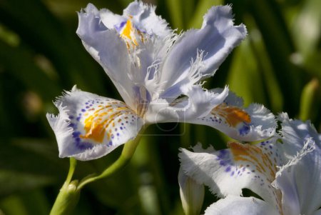 Iris japonica, commonly known as fringed iris, shaga and butterfly flower, is a native of China and Japan. It is a species in the genus Iris, in the subgenus Limniris and within the Lophiris section.