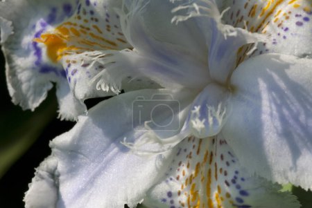 Iris japonica, allgemein bekannt als Franseniris, Shaga und Schmetterlingsblume, stammt aus China und Japan. Es handelt sich um eine Art der Gattung Iris, der Untergattung Limniris und der Sektion Lophiris.