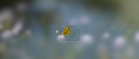 Colias palaeno, bekannt unter den gebräuchlichen Namen Moorlandschaft gelb bewölkt, Palaeno schwefel und blasse Arktis gelb bewölkt, ist ein Schmetterling aus der Familie der Pieridae.