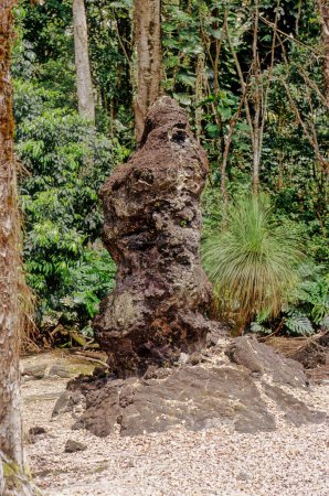 Photo for Lava Tree State Monument is a public park located 2.7 miles southeast of Phoa in the Puna District on the island of Hawaii - Royalty Free Image