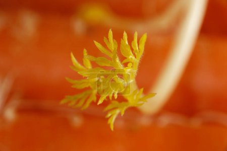 Daucus carota, dessen gebräuchliche Namen wilde Möhre, europäische Wilde Möhre, Vogelnest, Bischofsspitze und Königin Annes Spitze (Nordamerika) umfassen, ist eine blühende Pflanze aus der Familie der Apiaceae..
