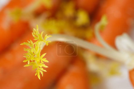 Daucus carota, dessen gebräuchliche Namen wilde Möhre, europäische Wilde Möhre, Vogelnest, Bischofsspitze und Königin Annes Spitze (Nordamerika) umfassen, ist eine blühende Pflanze aus der Familie der Apiaceae..