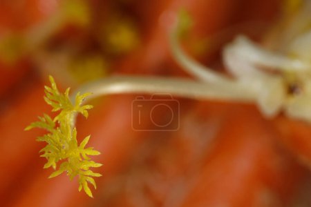 Daucus carota, cuyos nombres comunes incluyen zanahoria silvestre, zanahoria silvestre europea, nido de aves, encaje del obispo y encaje de la reina Ana (América del Norte), es una planta con flores en la familia Apiaceae..