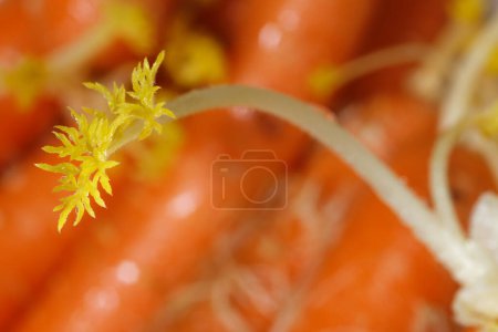 Daucus carota, cuyos nombres comunes incluyen zanahoria silvestre, zanahoria silvestre europea, nido de aves, encaje del obispo y encaje de la reina Ana (América del Norte), es una planta con flores en la familia Apiaceae..