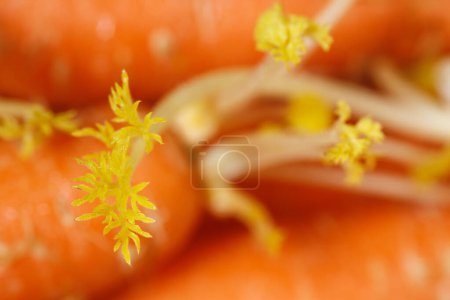 Foto de Daucus carota, cuyos nombres comunes incluyen zanahoria silvestre, zanahoria silvestre europea, nido de aves, encaje del obispo y encaje de la reina Ana (América del Norte), es una planta con flores en la familia Apiaceae.. - Imagen libre de derechos