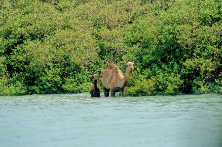 El dromedario (Camelus dromedarius, también conocido como camello dromedario, camello árabe, o camello de una joroba, es un gran ungulado de dedos pares, del género Camelus, con una joroba en la espalda..