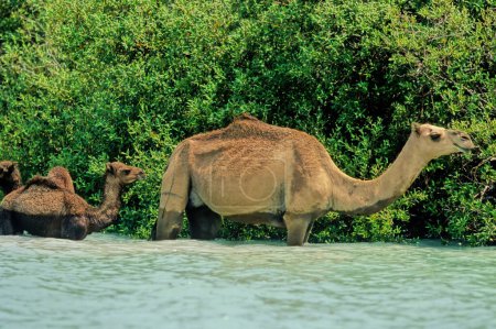 The dromedary (Camelus dromedarius, also known as the dromedary camel, Arabian camel, or one-humped camel, is a large even-toed ungulate, of the genus Camelus, with one hump on its back.