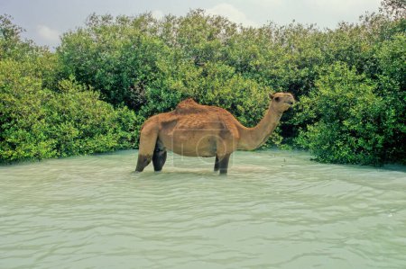 Das Dromedar (Camelus dromedarius, auch bekannt als Dromedar-Kamel, Arabisches Kamel oder Einbuckelkamel) ist ein großer, ebenmäßiger Huftier der Gattung Camelus mit einem Höcker auf dem Rücken.