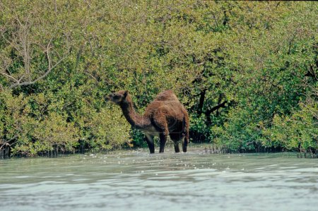 Le dromadaire (Camelus dromedarius, également connu sous le nom de dromadaire chameau, chameau arabe, ou chameau à une bosse, est un gros ongulé à doigts pairs, du genre Camelus, avec une bosse sur le dos.