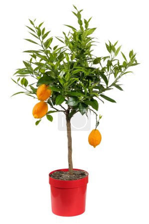 Photo for Fresh green foliage of potted plant with red lemons isolated on white background - Royalty Free Image