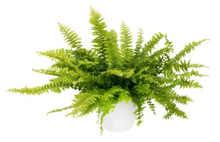 Maceta con hojas de helecho verde fresco brillante con tallos delgados aislados sobre fondo blanco