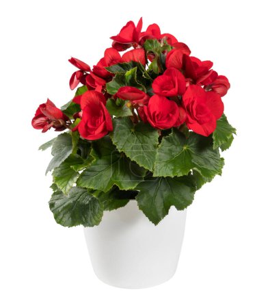 Téléchargez les photos : Bouquet de plante Eliator Begonia rouge vif avec des feuilles vertes poussant dans un pot en céramique isolé sur fond blanc - en image libre de droit