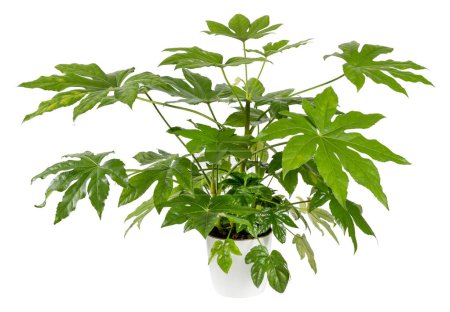 Frisch grüne Blätter der Pflanze Fatsia japonica, die im Keramik-Blumentopf auf weißem Hintergrund wächst