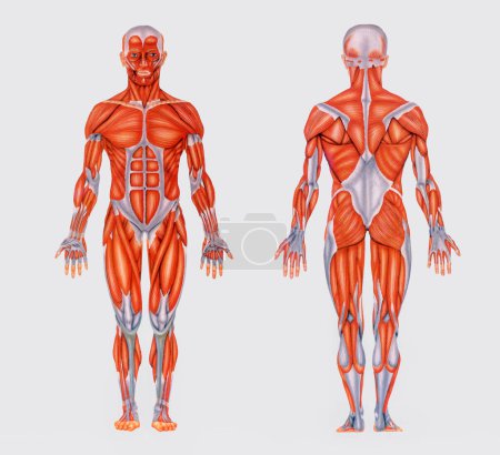 Simple vintage chart with image of full anatomy showing muscles of human body