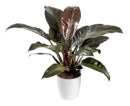 Téléchargez les photos : Plante rouge impériale Philodendron en pot avec de grandes feuilles fraîches isolées sur fond blanc en studio - en image libre de droit