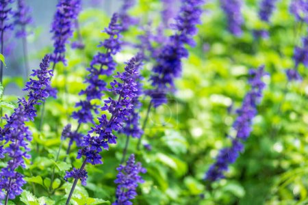 Foto de Primer plano de salvia púrpura agujas místicas plantas azules tomando el sol suave, con un fondo fresco y natural - Imagen libre de derechos