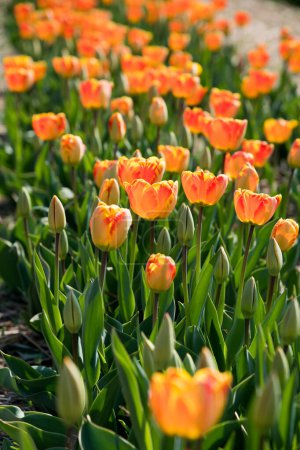 Foto de Desde arriba de tulipanes naranjas florecientes con hojas verdes plantas que crecen en el jardín en el día de primavera al lado de camino pavimentado borroso - Imagen libre de derechos