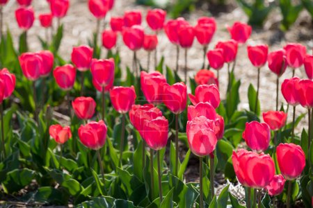Foto de Desde arriba de hermosas flores de tulipán de color rojo brillante creciendo en el campo en el día soleado en primavera - Imagen libre de derechos