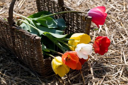 Foto de Desde arriba de tulipanes frescos multicolores con hojas verdes en canasta de madera colocada sobre hierba seca a la luz del sol - Imagen libre de derechos