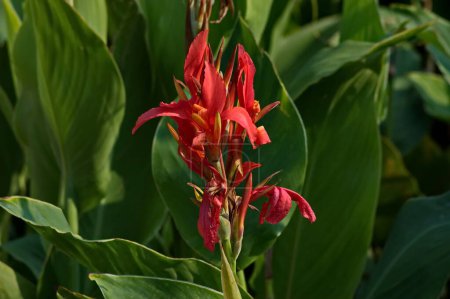 Photo for Photo of red gladiolus in the garden, Vratsa, Bulgaria - Royalty Free Image