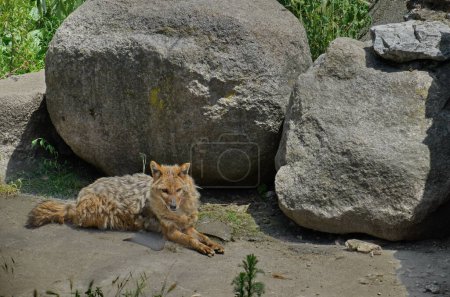 Téléchargez les photos : Chacal doré Canis aureus indicus couché sur le sol à côté d'une grande pierre, Sofia, Bulgarie - en image libre de droit