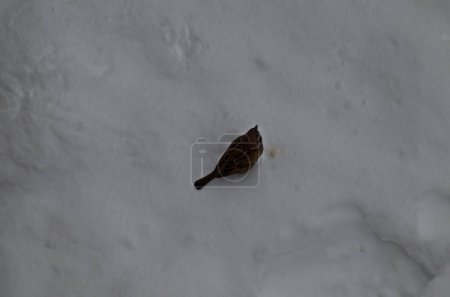 Photo for A frozen hungry sparrow finds a piece of bread in the snowstorm, Sofia, Bulgaria - Royalty Free Image