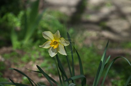 A view of a white-yellow spring daffodil or narcissus with a bright orange heart in bloom, Sofia, Bulgaria  