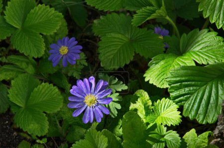 A beautiful garden flower known as blue Felicia amelloides, Lilac chamomile or blue African daisy, Sofia, Bulgaria 