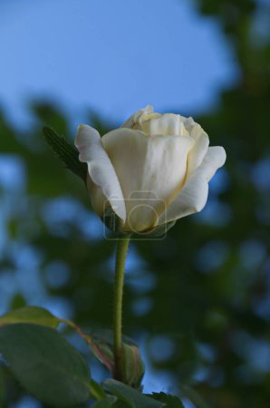 Téléchargez les photos : Rosier fleuri avec fleur blanche dans la roseraie, Sofia, Bulgarie - en image libre de droit