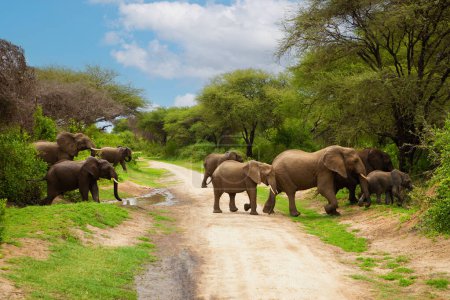 Téléchargez les photos : Un petit troupeau d'éléphants avec de petits bébés d'éléphants très près en détail dans une réserve nationale en Tanzanie traversant la route - en image libre de droit