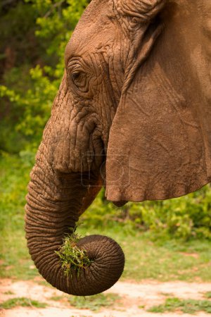 Téléchargez les photos : Un grand portrait détaillé d'un éléphant sauvage vivant en liberté. Il tient un tas d'herbe dans son coffre et le mange. Gros plan - en image libre de droit