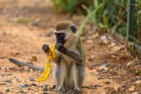 Photo for Green Monkey - Chlorocebus aethiops, beautiful popular monkey from West African bushes and forests. sits on the ground and eats a banana - Royalty Free Image